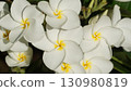 Tropical resort atmosphere: Plumeria 130980819