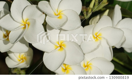 Tropical resort atmosphere: Plumeria Tropical resort atmosphere: Plumeria 130980819