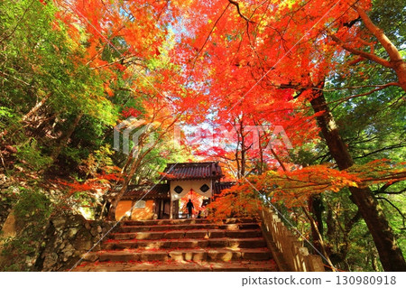 [滋賀縣]晴天時的永源寺正門和秋葉 130980918