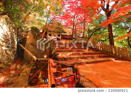 [滋賀縣]晴天時的永源寺正門和秋葉 130980921