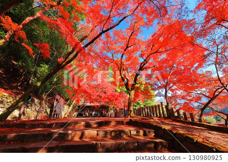 [Shiga Prefecture] The mountain gate of Egenji Temple on a clear day and autumn leaves 130980925