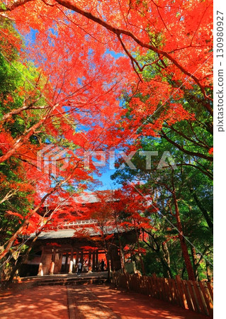 [滋賀縣]晴天時的永源寺大門與秋葉 130980927