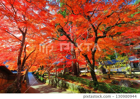 [Shiga Prefecture] Autumn leaves at Eigenji Temple on a clear day 130980944