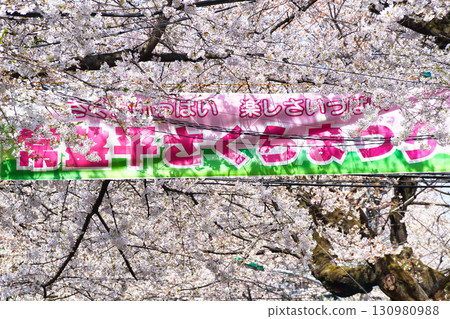 Tokiwahira Sakura Festival (Matsudo City, Chiba Prefecture) Tokiwahira Sakura Festival (Matsudo City, Chiba Prefecture) 130980988