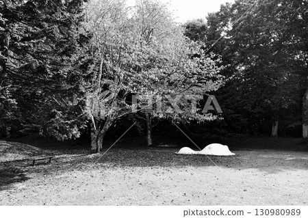 公園裡開始飄落秋葉,黑白兩色的落葉鋪滿草坪。 公園裡開始飄落秋葉,黑白兩色的落葉鋪滿草坪。 130980989