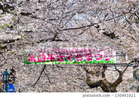 Tokiwahira Sakura Festival（千葉縣松戶市） 130981021