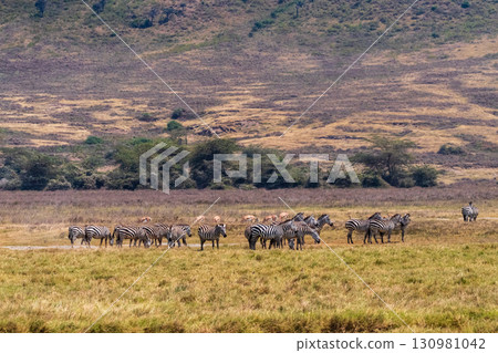 Zebra in the Ngorogoro Crater 130981042
