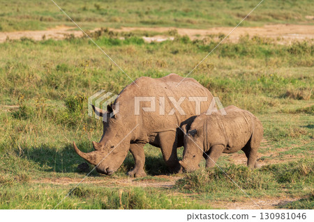 White Rhino with her young 130981046