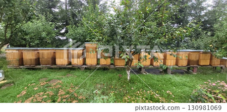 Beehives Enclosed in a Beautiful, Lush Garden Setting Flourish Amidst Natures Bounty 130981069