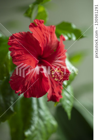 Hibiscus Hibiscus 130981291