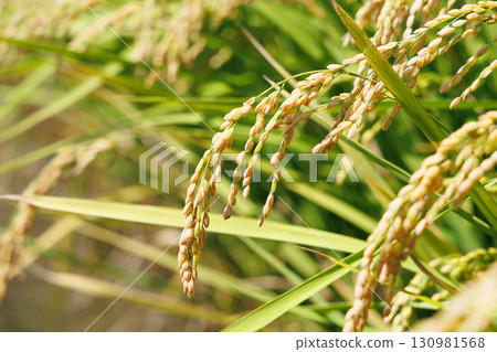 Rice early harvest Rice early harvest 130981568