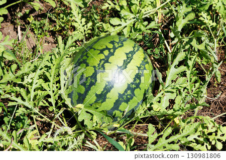 Watermelons close to harvest Watermelons close to harvest 130981806