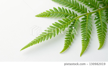 Fresh green fern leaf with water droplets on white background, closeup nature detail showing vibrant texture and natural beauty 130982019