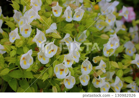White flowers of the Scrophulariaceae family, Torenia White flowers of the Scrophulariaceae family, Torenia 130982026