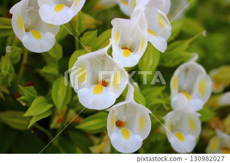 White flowers of the Scrophulariaceae family, Torenia [Close-up] 130982027