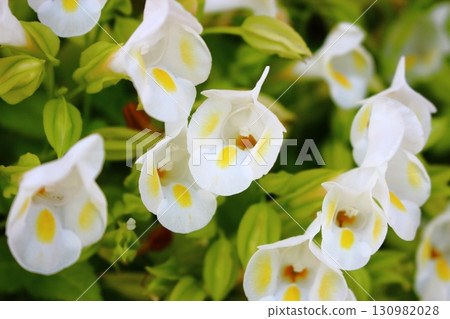 玄參科藍豬耳屬植物的白色花朵[特寫] 130982028