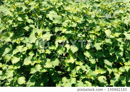 Blue shiso Blue shiso 130982183