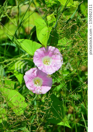 Bindweed（北海道川上郡標茶町東寺、釧路濕地、猿房展望台附近） 130982311