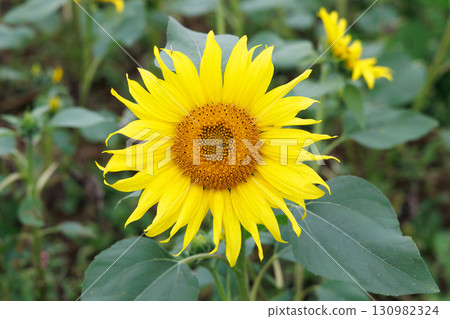 Sunflower in full bloom 130982324