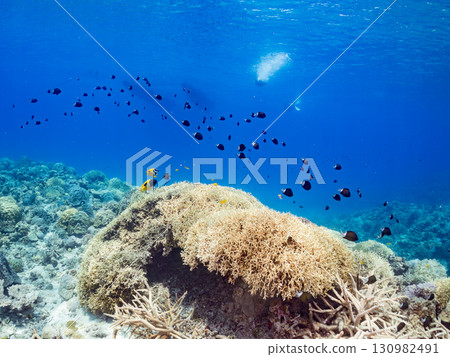 A school of Amami Damselfish and other fish. Beautiful coral reefs and schools of tropical fish. Zamami Island and Kahi Island, Kerama Islands, Shimajiri District, Okinawa Prefecture 130982491