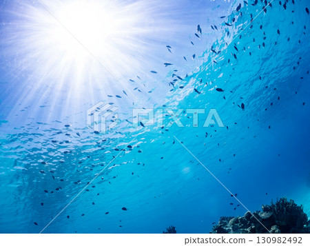 A school of Amami Damselfish and other fish. Beautiful coral reefs and schools of tropical fish. Zamami Island and Kahi Island, Kerama Islands, Shimajiri District, Okinawa Prefecture A school of Amami Damselfish and other fish. Beautiful coral reefs and schools of tropical fish. Zamami Island and Kahi Island, Kerama Islands, Shimajiri District, Okinawa Prefecture 130982492