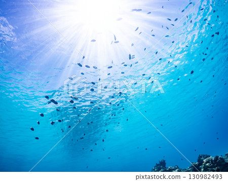 A school of Amami Damselfish and other fish. Beautiful coral reefs and schools of tropical fish. Zamami Island and Kahi Island, Kerama Islands, Shimajiri District, Okinawa Prefecture 130982493