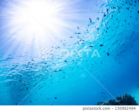 一群奄美雀鯛和其他魚類。美麗的珊瑚礁和熱帶魚群。沖繩縣島尻郡慶良間諸島座間味島和嘉肥島 一群奄美雀鯛和其他魚類。美麗的珊瑚礁和熱帶魚群。沖繩縣島尻郡慶良間諸島座間味島和嘉肥島 130982494