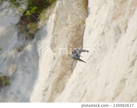 Falcon A male peregrine falcon takes off from the nest to chase off predators that have invaded its breeding territory (photographed with ultra-telephoto zoom) 130982617