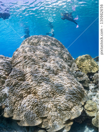 慶良間群島最大的濱珊瑚群落。美麗的珊瑚礁和成群的熱帶魚。沖繩縣島尻郡慶良間群島座間味村 慶良間群島最大的濱珊瑚群落。美麗的珊瑚礁和成群的熱帶魚。沖繩縣島尻郡慶良間群島座間味村 130982656