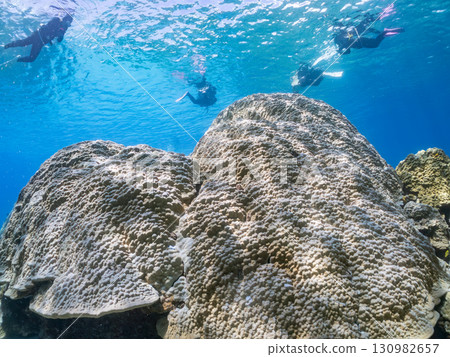 慶良間群島最大的濱珊瑚群落。美麗的珊瑚礁和成群的熱帶魚。沖繩縣島尻郡慶良間群島座間味村 130982657