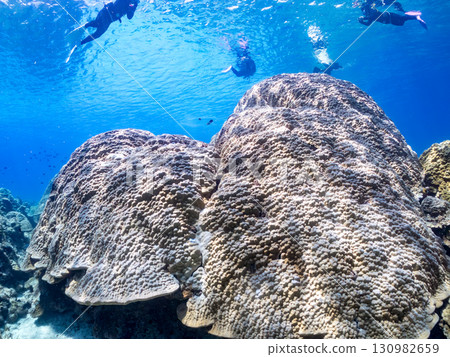 慶良間群島最大的濱珊瑚群落。美麗的珊瑚礁和成群的熱帶魚。沖繩縣島尻郡慶良間群島座間味村 慶良間群島最大的濱珊瑚群落。美麗的珊瑚礁和成群的熱帶魚。沖繩縣島尻郡慶良間群島座間味村 130982659