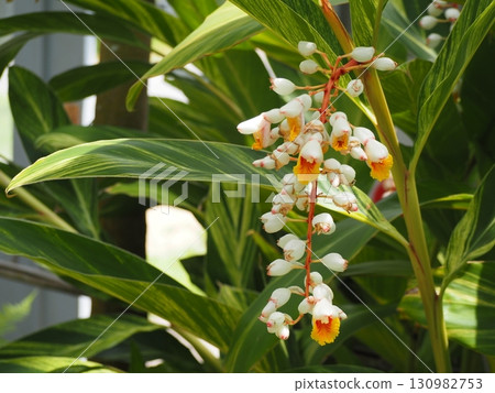 熱帶植物，木風月花 130982753