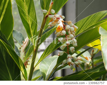 Tropical plant, Kifugetsuna flower 130982757
