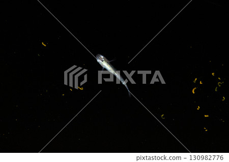 Ornamental killifish 130982776