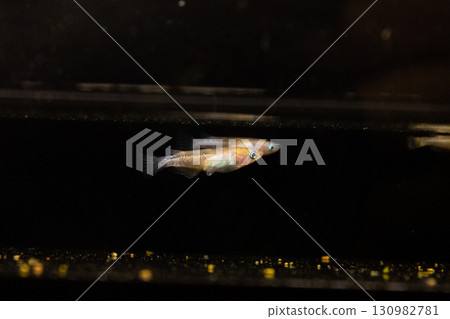 觀賞青鱂 130982781