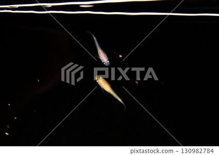 觀賞青鱂 觀賞青鱂 130982784