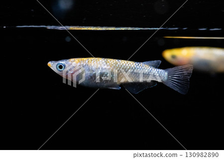 Ornamental killifish Ornamental killifish 130982890
