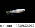 Ornamental killifish 130982893