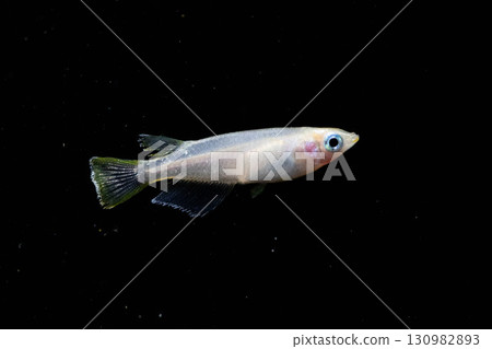 Ornamental killifish Ornamental killifish 130982893