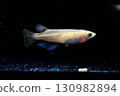 Ornamental killifish 130982894