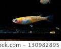 Ornamental killifish 130982895
