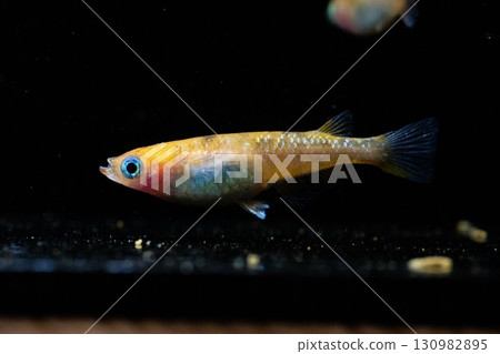 Ornamental killifish Ornamental killifish 130982895