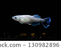 Ornamental killifish 130982896