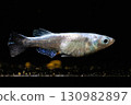Ornamental killifish 130982897