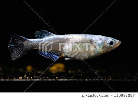Ornamental killifish Ornamental killifish 130982897