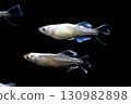 Ornamental killifish 130982898