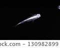 Ornamental killifish 130982899