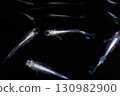 Ornamental killifish 130982900