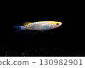 Ornamental killifish 130982901