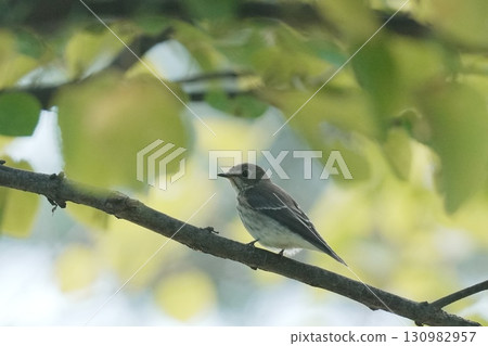 紅尾鴝棲息在樹枝上 130982957